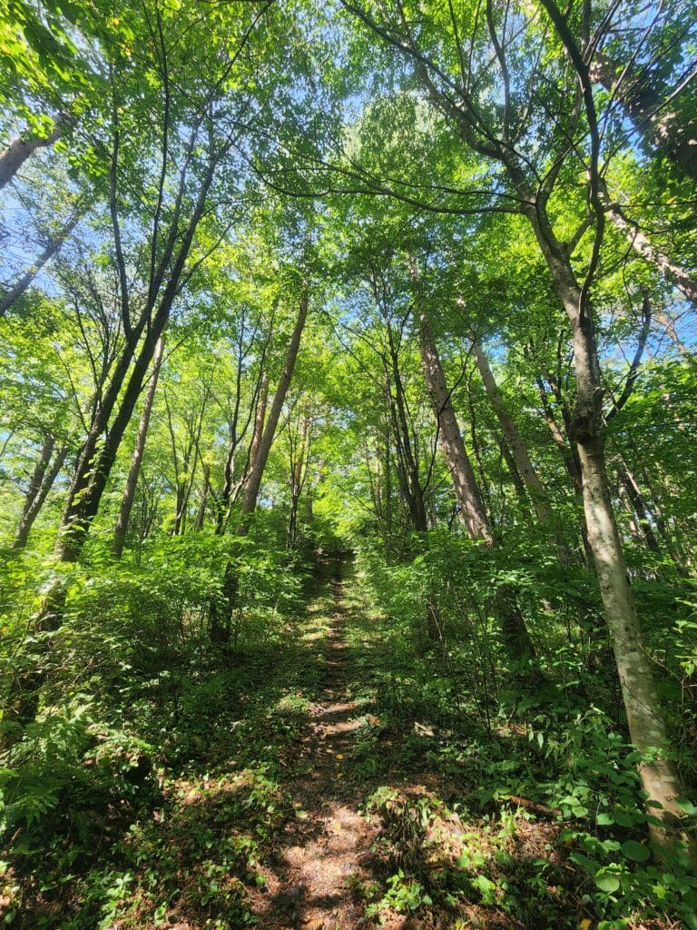 七ツ森　樹種の豊富な遊歩道