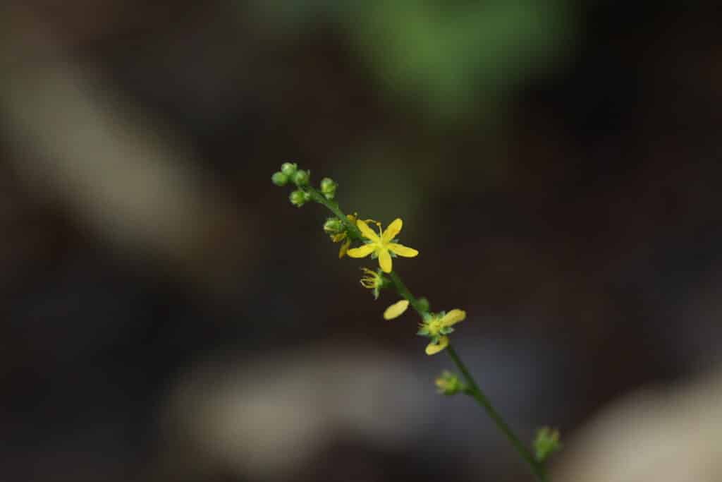 生森　鉢森　遊歩道沿いに咲く山野草