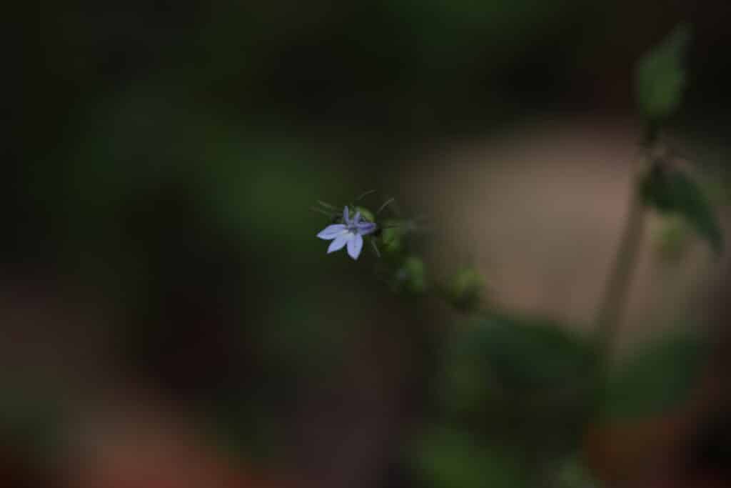 生森　鉢森　遊歩道沿いに咲く山野草