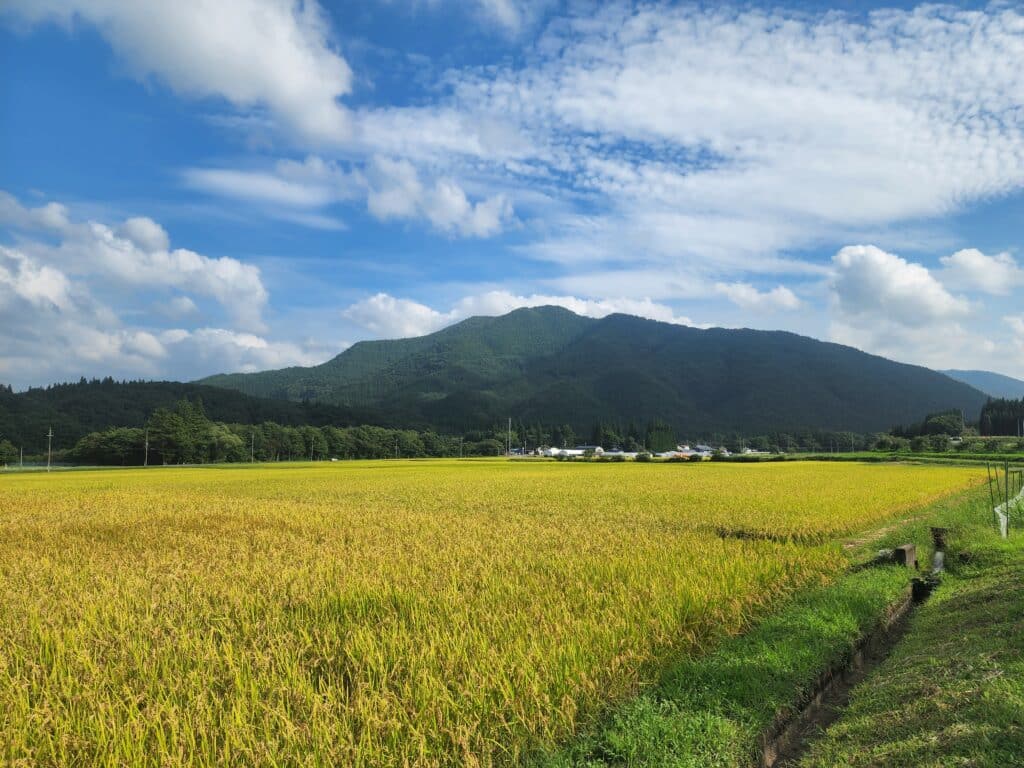【ぷてくん】岩手雫石町産　天然　山の蕗 大自然世界遺産白神山地付近で取れたおいしい天然フキ（1kg