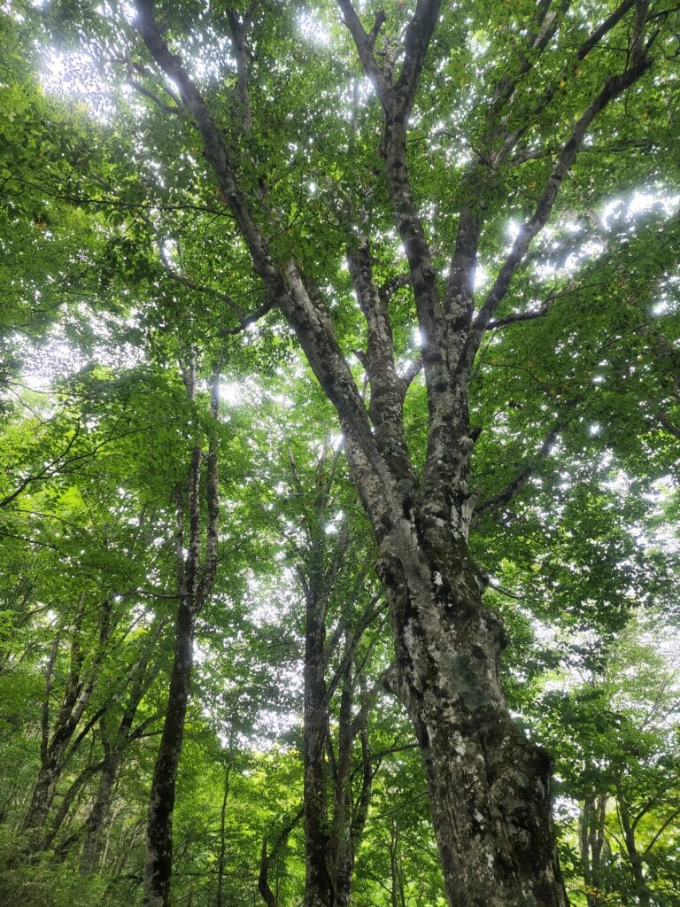 男助山山頂近くブナ林