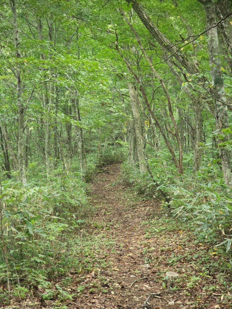 男助山登山道