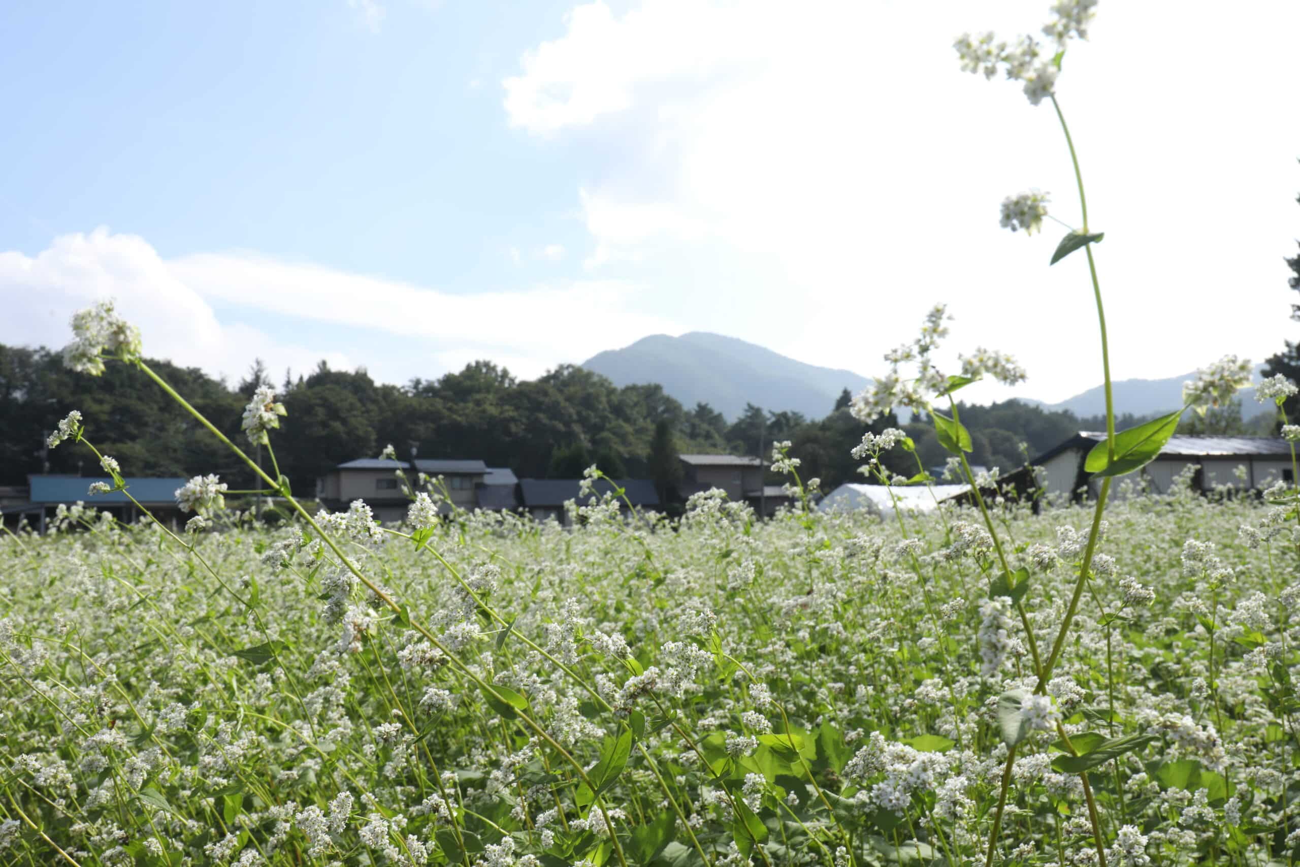 鶯宿温泉地区そば畑からの男助山